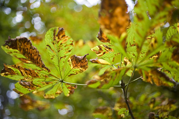 Leaves on tree in autumn