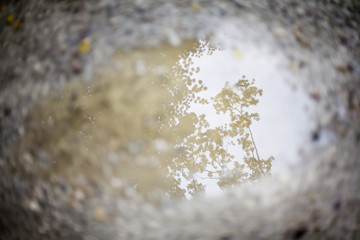 Tree reflecting in puddle