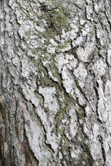 Bark of a tree