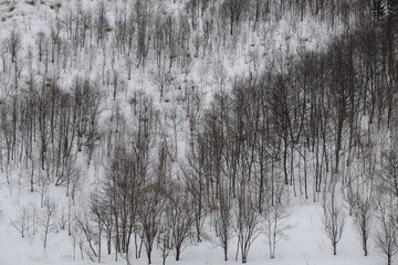 雪の山林