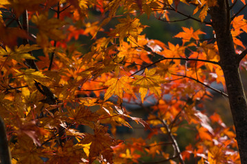 Maple tree leaves autumn fall scene