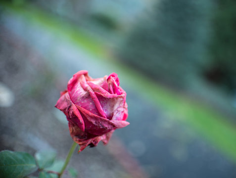 Red rose in California garden 