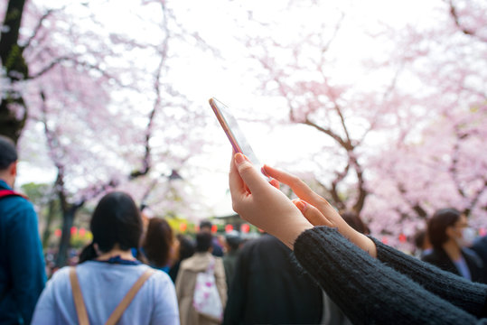 Female hand take photo Spring Cherry blossom or Sakura Park
