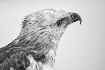 Portrait of beauty hawk ,Changeable Hawk Eagle