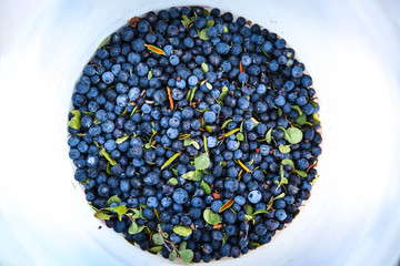 Bucket of wild blueberries