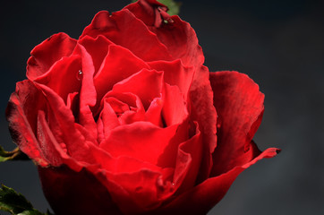 Naklejka premium rose, red rose, close up, macro