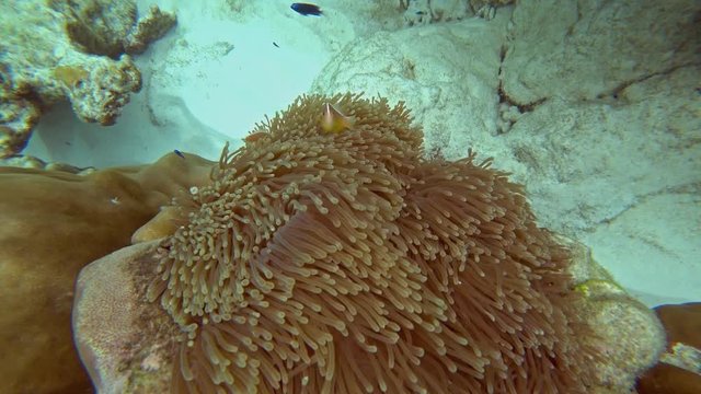 Amphiphoid fish and anemone on a tropical coral reef in Andaman Sea, 4k

