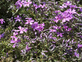 Obraz premium Phlox subulata or teppich or moos purple flowers with green