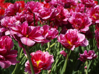 Many red tulips flowers field