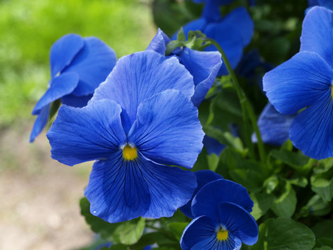 Blue pansy flowers with green