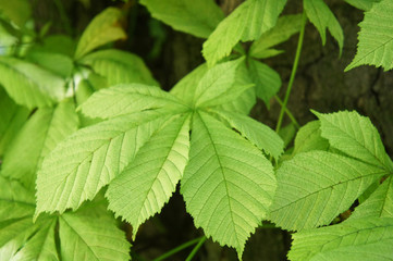 Fototapeta na wymiar Green foliage of chestnut tree
