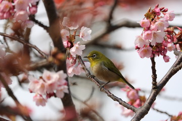 メジロ　桜　花　鳥