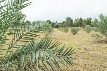 date palm plantation (Phoenix dactylifera)