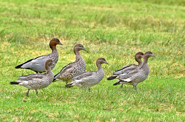 Australian Woodduck Family