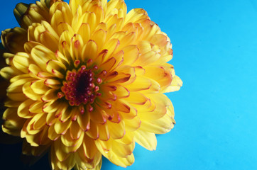 chrysanthemum flower, macro style