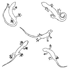 Lizards. Sketch by hand. Pencil drawing by hand. Vector image. The image is thin lines