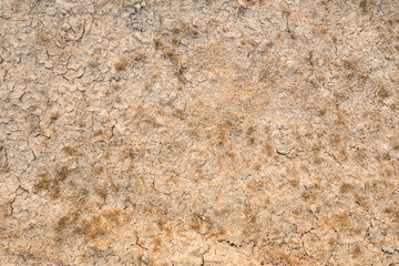 Dry algae on dry cracked soil.