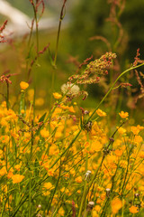 Meadow with yellow flowers. Spring or summer time.