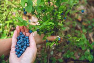 Naklejka na ściany i meble Woman gathers ripe fresh blueberries in the forest. Close-up