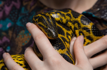 Yellow anaconda in woman's hands