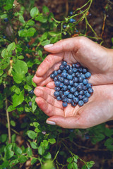 Naklejka na ściany i meble Lots of ripe, fresh blueberries in the hands of a young girl. Close up in a summer forest