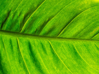Leaves background