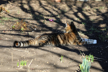 Fototapeta premium A striped cat lies in a spring garden in the shade of a tree.