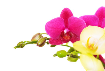 Branch purple and yellow orchid isolated on white background.