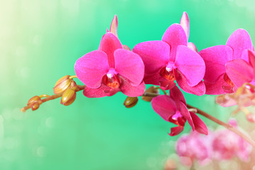 Fototapeta na wymiar Branch of a pink orchid on a green background.