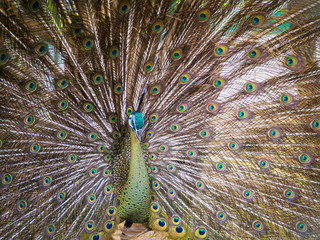 Fototapeta premium Portrait of beautiful peacock with feathers out..