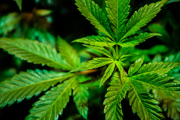 Cannabis Varieties, Macro and Close Up Medical and Recreational Marijuana