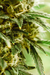 Cannabis Varieties, Macro and Close Up Medical and Recreational Marijuana