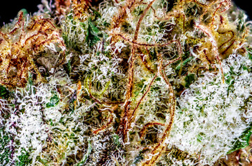 Cannabis Varieties, Macro and Close Up Medical and Recreational Marijuana