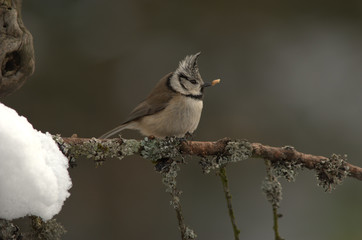 Haubenmeise im Winter