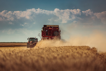 Fototapeta na wymiar Combine harvester agriculture machine harvesting golden ripe wheat field