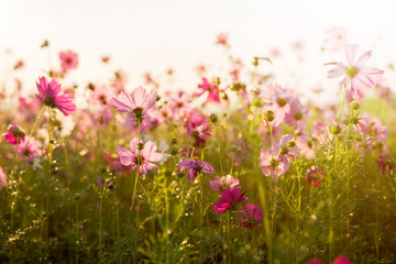 Obraz premium Cosmos flower in natural morning sunlight, Selective