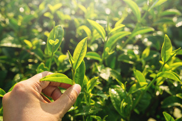 Farmer hand pick green tea sprout © blacksalmon