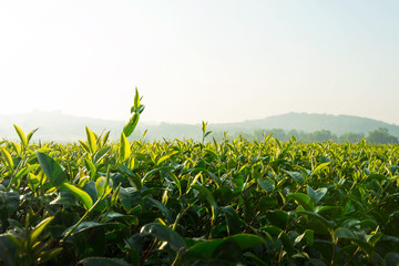 Green tea plantation farm
