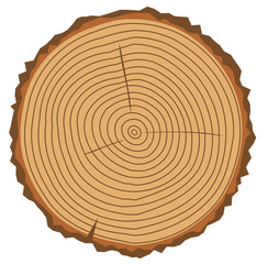Fototapeta premium vector wood rings