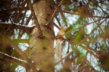 Squirrel sits on the branches of a pine tree and looks down