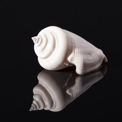 Sea shell of marine snails isolated on black  background