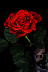 Red rose on a black background