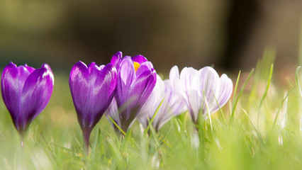 Obraz na płótnie Canvas Blühender Krokus in weiß und lila streckt seine geöffneten Blüten der Sonne entgegen