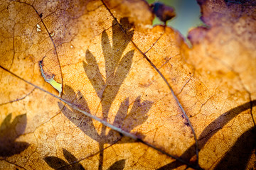 Autumn leaves frozen Artmif.,