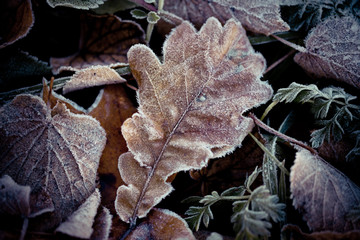 Autumn leaves frozen Artmif.,