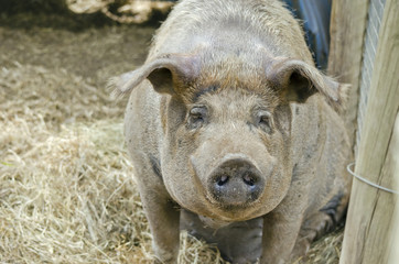 Fototapeta premium pig