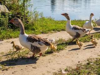 Summer in August. On a Sunny afternoon on forest lake heat weakens and at this time after bathing geese and goslings going for a walk and look for larvae.