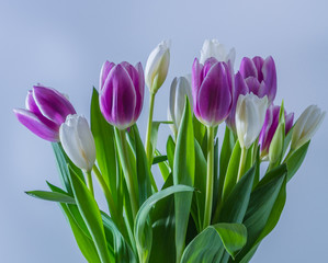 Bouquet of purple and white tulips - a great gift for celebration