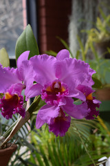 pink orchid at the peradeniya gardens kandy sri lanka