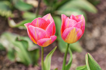 Naklejka premium pink tulips in spring
